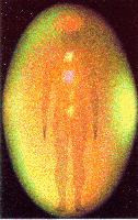 20070629014817-human-aura.jpg
